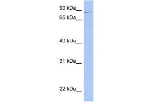 WB Suggested Anti-LRRC33 Antibody Titration: 0. (LRRC33 anticorps  (Middle Region))