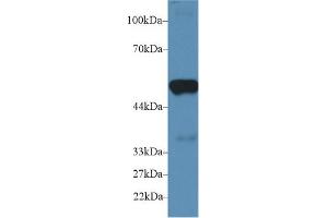 Western Blot; Sample: Mouse Heart lysate; Primary Ab: 2µg/ml Rabbit Anti-Mouse PTGES2 Antibody Second Ab: 0. (PTGES2 anticorps  (AA 144-384))
