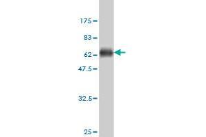 Western Blot detection against Immunogen (57.