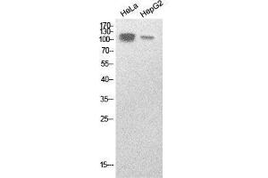 Western Blot (WB) analysis of HeLa, HepG2 cells using SREBP-1 Polyclonal Antibody. (SREBF1 anticorps  (Internal Region))