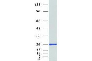 Validation with Western Blot