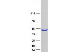Validation with Western Blot