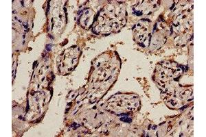 Immunohistochemistry analysis of human placenta tissue using ABIN7163001 at dilution of 1:100 (PEX1 anticorps  (AA 927-1283))