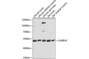 Western blot analysis of extracts of various cell lines using GABRA5 Polyclonal Antibody at dilution of 1:1000. (GABRA5 anticorps)