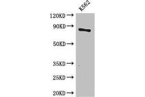 Western Blot Positive WB detected in: K562 whole cell lysate All lanes: CPT1B antibody at 3. (CPT1B anticorps  (AA 165-318))