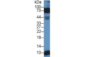 Rabbit Detection antibody from the kit in WB with Positive Control: Sample Human lung lysate. (Decorin Kit ELISA)