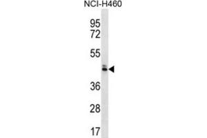 Western Blotting (WB) image for anti-Olfactory Receptor, Family 52, Subfamily N, Member 5 (OR52N5) antibody (ABIN2996692) (OR52N5 anticorps)