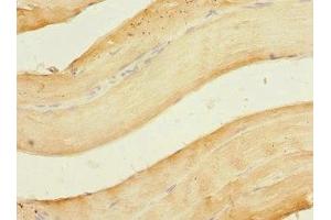 Immunohistochemistry of paraffin-embedded human skeletal muscle tissue using ABIN7162234 at dilution of 1:100