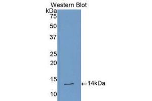 Western Blotting (WB) image for anti-Cardiotrophin-Like Cytokine Factor 1 (CLCF1) (AA 88-190) antibody (ABIN1175671)