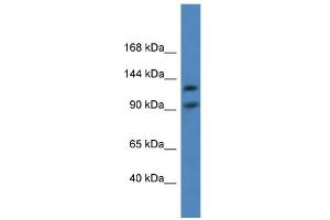 WB Suggested Anti-LONP2 Antibody Titration: 0. (LONP2 anticorps  (C-Term))