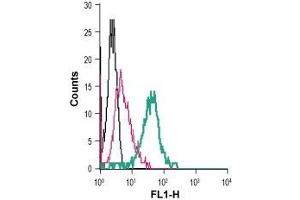 Cell surface detection of Kir2.