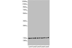 Western blot All lanes: TIMM17B antibody at 1. (TIMM17B anticorps  (AA 1-172))