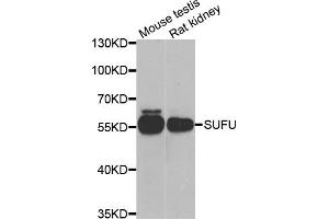 Western blot analysis of extracts of various cell lines, using SUFU antibody (ABIN5974087) at 1/1000 dilution. (SUFUH anticorps)
