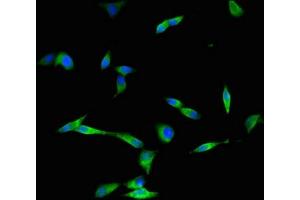 Immunofluorescent analysis of Hela cells using ABIN7149322 at dilution of 1:100 and Alexa Fluor 488-congugated AffiniPure Goat Anti-Rabbit IgG(H+L)
