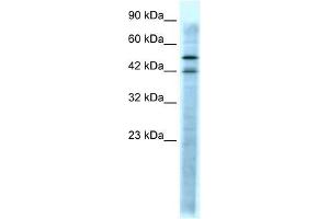HTR3A antibody (70R-10552) used at 0. (Serotonin Receptor 3A anticorps  (N-Term))