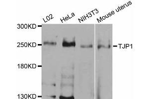 Western blot analysis of extracts of various cell lines, using TJP1 antibody (ABIN5970244) at 1/1000 dilution. (TJP1 anticorps)