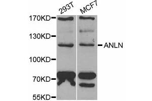 Western blot analysis of extracts of various cell lines, using ANLN antibody (ABIN5973909) at 1/1000 dilution. (Anillin anticorps)