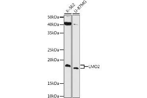 Western blot analysis of extracts of various cell lines, using LMO2 antibody (ABIN7268257) at 1:1000 dilution.