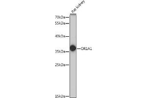 Western blot analysis of extracts of rat kidney, using OR1 antibody (6453) at 1:1000 dilution.