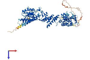 AlphaFold protein structure predicition of Human Recombinant RHOBTB1 Protein, UniprotID O94844
