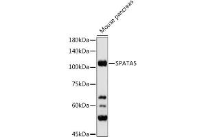 Western blot analysis of extracts of Mouse pancreas, using SP antibody (ABIN7270524) at 1:500 dilution. (SPATA5 anticorps)