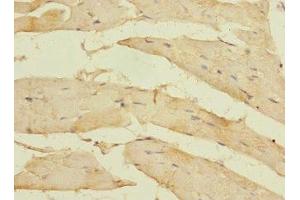 Immunohistochemistry of paraffin-embedded human skeletal muscle tissue using ABIN7160510 at dilution of 1:100 (MYORG/KIAA1161 anticorps  (AA 101-300))