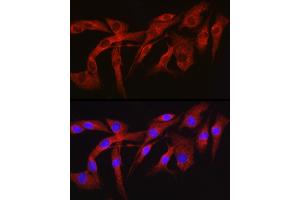 Immunofluorescence analysis of NIH-3T3 cells using Furin Rabbit pAb (ABIN6127933, ABIN6140815, ABIN6140817 and ABIN6223322) at dilution of 1:150 (40x lens).