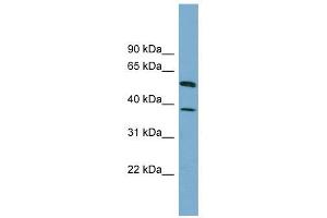HEPACAM antibody used at 1 ug/ml to detect target protein. (HEPACAM anticorps  (N-Term))