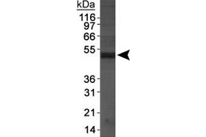 Western blot analysis of Napepld in DU145 cell extracts using Napepld polyclonal antibody . (NAPEPLD anticorps  (AA 1-100))
