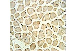 PGP antibody IHC analysis in formalin fixed and paraffin embedded skeletal muscle. (PGP anticorps  (AA 33-62))