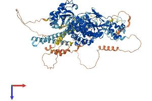 AlphaFold protein structure predicition of Mouse Recombinant Mical1 Protein, UniprotID Q8VDP3