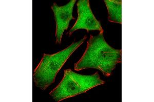 Fluorescent image of Hela cells stained with PSMD10 Antibody . (PSMD10 anticorps  (AA 43-76))