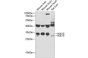 Western blot analysis of extracts of various cell lines, using KLK10 antibody (ABIN6142943) at 1:1000 dilution. (Kallikrein 10 anticorps  (AA 35-276))