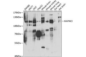 Western blot analysis of extracts of various cell lines, using MK3 antibody (ABIN6131705, ABIN6143509, ABIN6143511 and ABIN6223200) at 1:1000 dilution. (MAP4K3 anticorps  (AA 755-894))