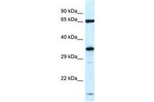 Image no. 1 for anti-Kelch-Like 12 (Drosophila) (KLHL12) (N-Term) antibody (ABIN6747433) (KLHL12 anticorps  (N-Term))