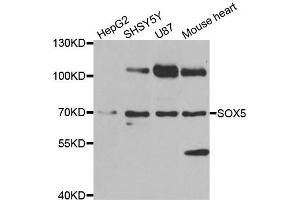Western blot analysis of extracts of various cell lines, using SOX5 antibody. (SOX5 anticorps)