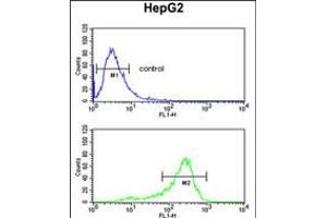 Flow cytometric analysis of HepG2 cells (bottom histogram) compared to a negative control cell (top histogram). (Aminoacylase 3 anticorps  (AA 66-95))