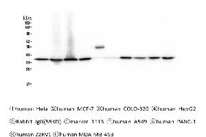 Western blot analysis of APE1 using anti-APE1 antibody . (APEX1 anticorps  (AA 2-318))
