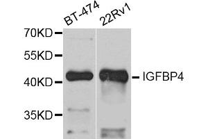 Western blot analysis of extracts of various cell lines, using IGFBP4 antibody (ABIN5971049) at 1/1000 dilution. (IGFBP4 anticorps)