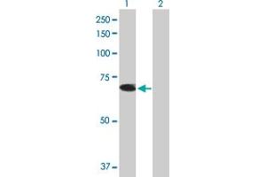 Western Blot analysis of TRIM26 expression in transfected 293T cell line by TRIM26 MaxPab polyclonal antibody. (TRIM26 anticorps  (AA 1-539))