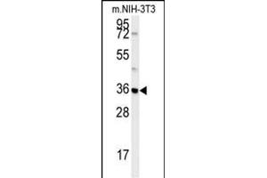 MTCH2 Antibody (N-term) (ABIN651683 and ABIN2840360) western blot analysis in mouse NIH-3T3 cell line lysates (35 μg/lane). (MTCH2 anticorps  (N-Term))