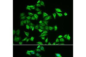 Immunofluorescence analysis of A549 cells using POMGNT2 Polyclonal Antibody (C3orf39 anticorps)