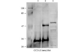 Sample: HEK 293 cellsDilution: 1 to 1000 CCT4 is supported by BioGPS gene expression data to be expressed in HEK293