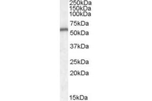 Western Blotting (WB) image for anti-Neurotrophin 4 (NTF4) (AA 137-149) antibody (ABIN343013) (Neurotrophin 4 anticorps  (AA 137-149))