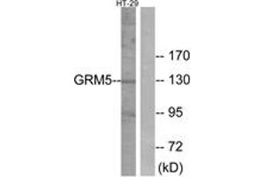 Western blot analysis of extracts from HT-29 cells, using GRM5 Antibody. (Metabotropic Glutamate Receptor 5 anticorps  (AA 21-70))