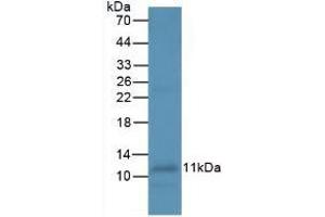 Mouse Capture antibody from the kit in WB with Positive Control: Dog leukocyte cells. (IL-8 Kit CLIA)