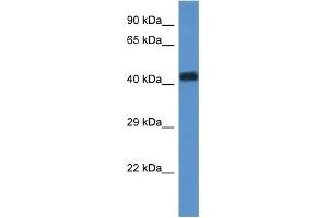 WDR77 antibody used at 1 ug/ml to detect target protein. (WDR77 anticorps  (N-Term))