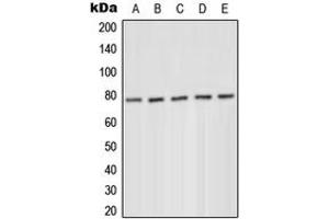 Western blot analysis of PKC delta (pY52) expression in MCF7 serum starvation-treated (A), HeLa PMA-treated (B), Jurkat (C), Raw264. (PKC delta anticorps  (N-Term, pTyr52))