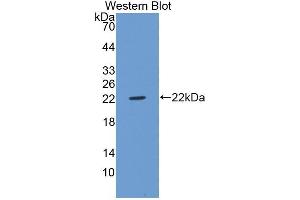 Detection of Recombinant UCRP, Mouse using Polyclonal Antibody to Ubiquitin Cross Reactive Protein (UCRP) (CLRN1 Antisense RNA 1 (CLRN1-AS1) (AA 2-161) anticorps)
