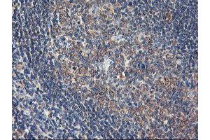 Image no. 4 for anti-Ubiquitin Specific Peptidase 10 (USP10) antibody (ABIN1501687)